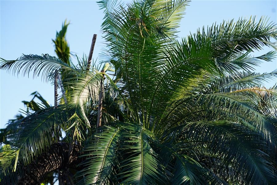 Plantación de palma de aceite en Meta