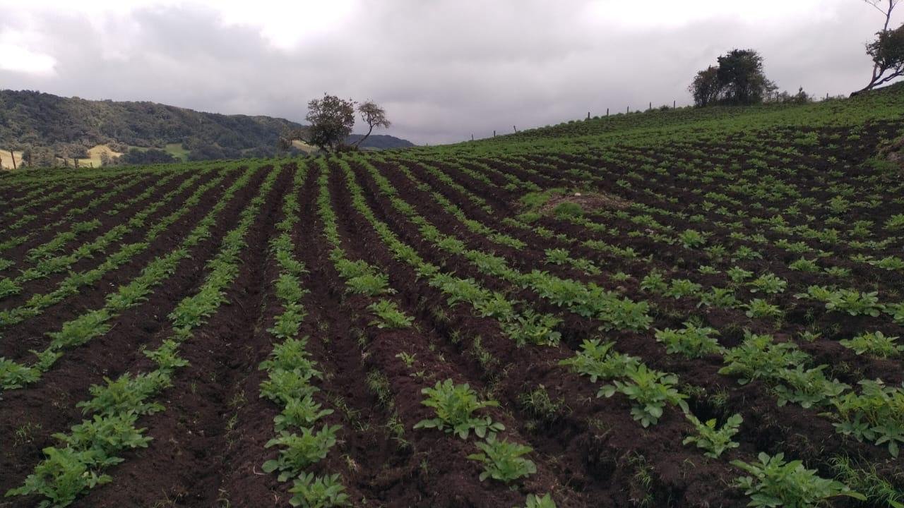 Cultivo de papa en Antioquia