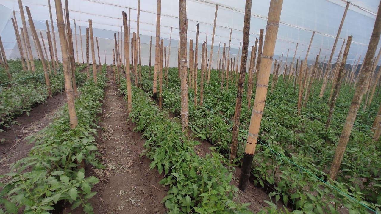 Invernadero de tomate en Boyacá