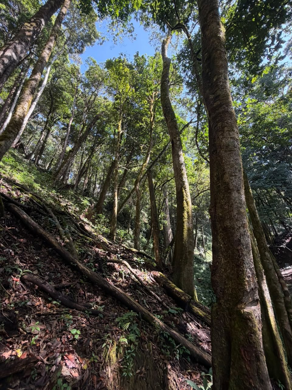 Ladera de bosque con árboles altos, entorno natural de un cultivo de café bajo sombra