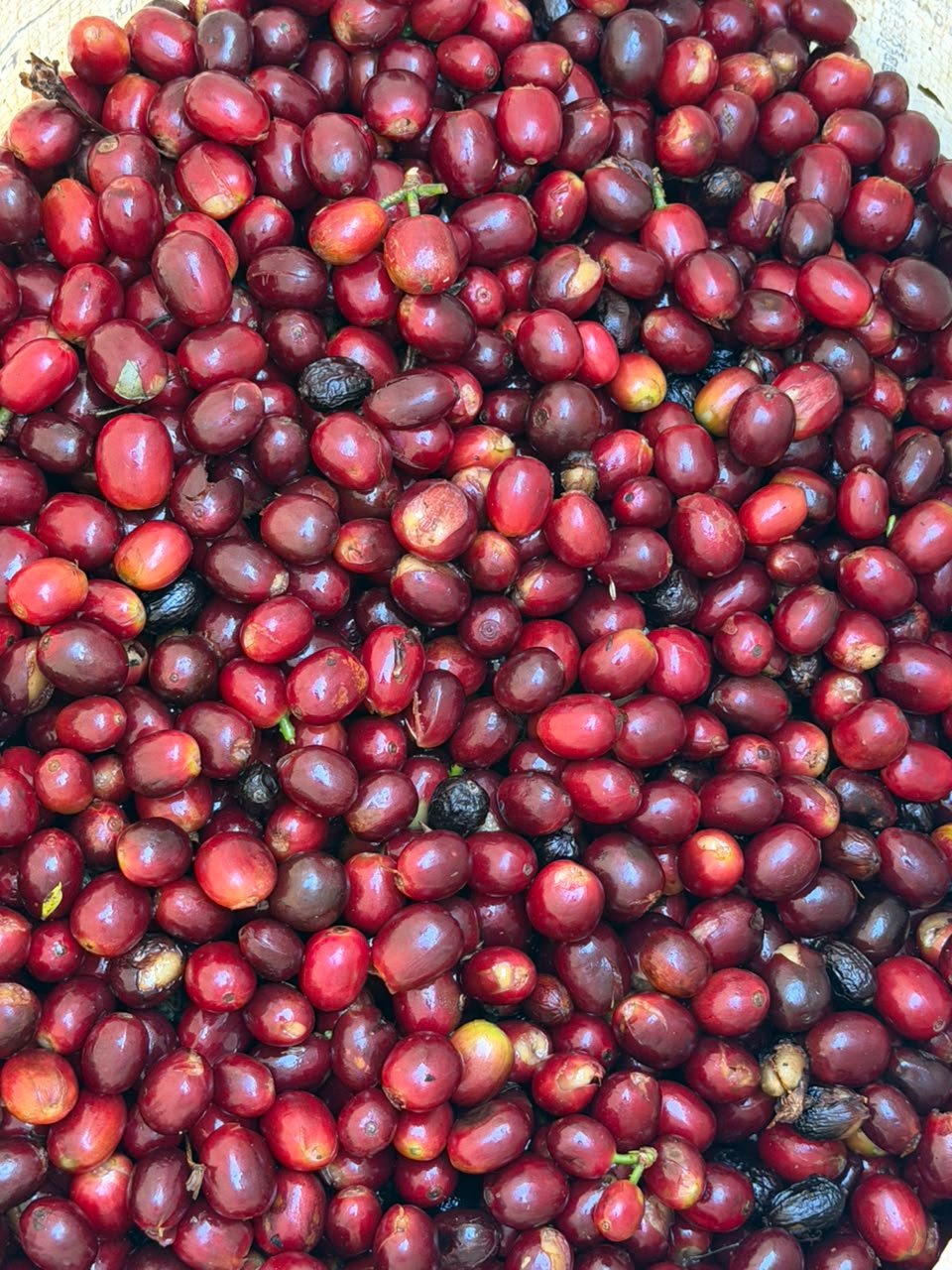 Cerezas de café rojas y maduras recién cosechadas