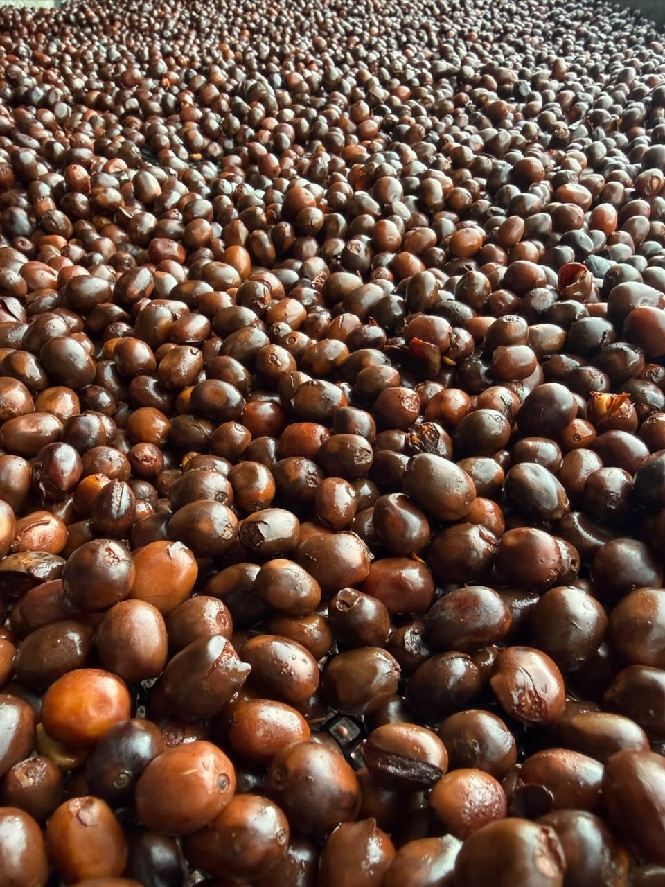 Granos de café recién despulpados durante la fermentación