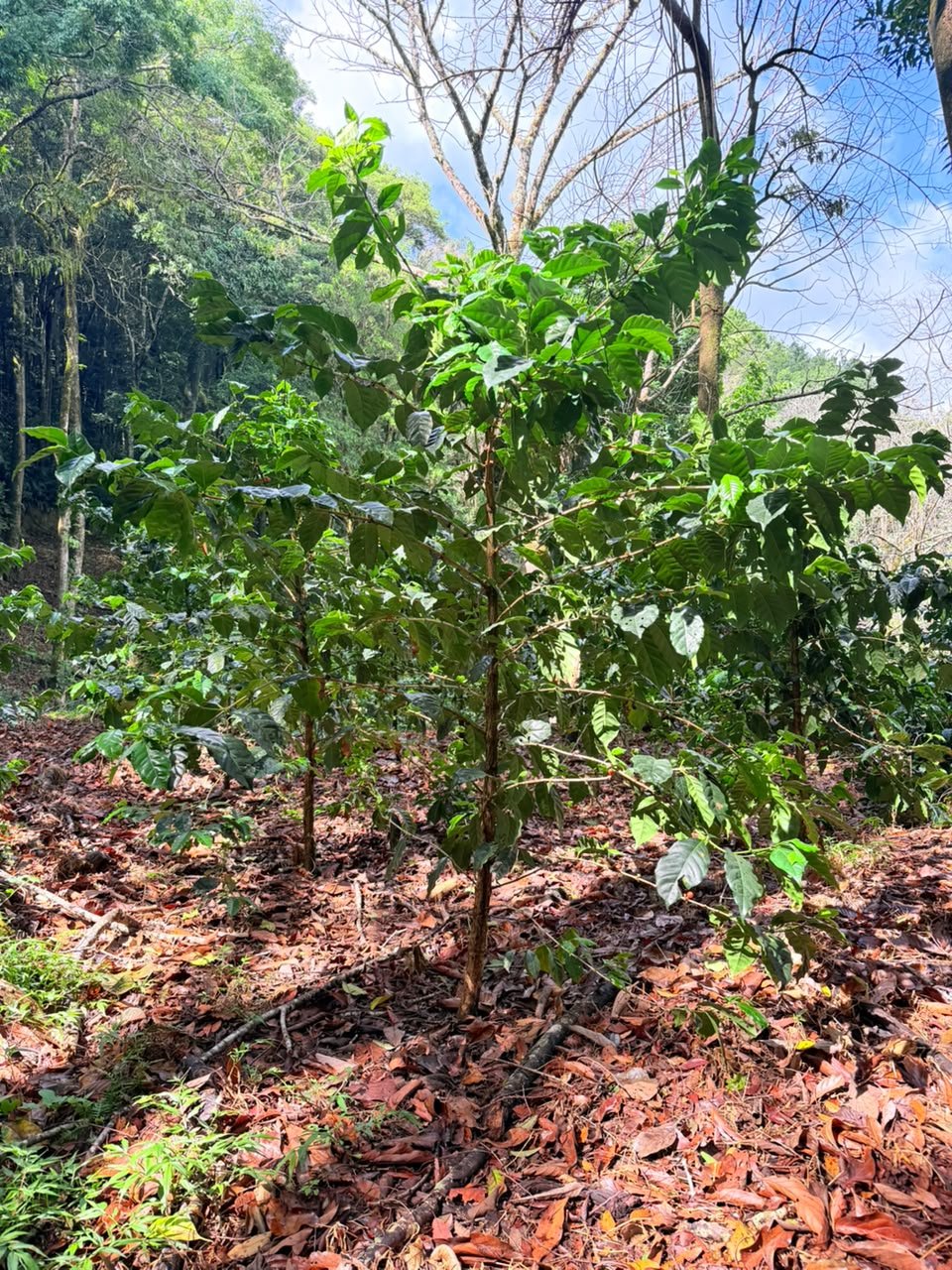 Planta joven de café creciendo bajo sombra sobre suelo cubierto de hojas