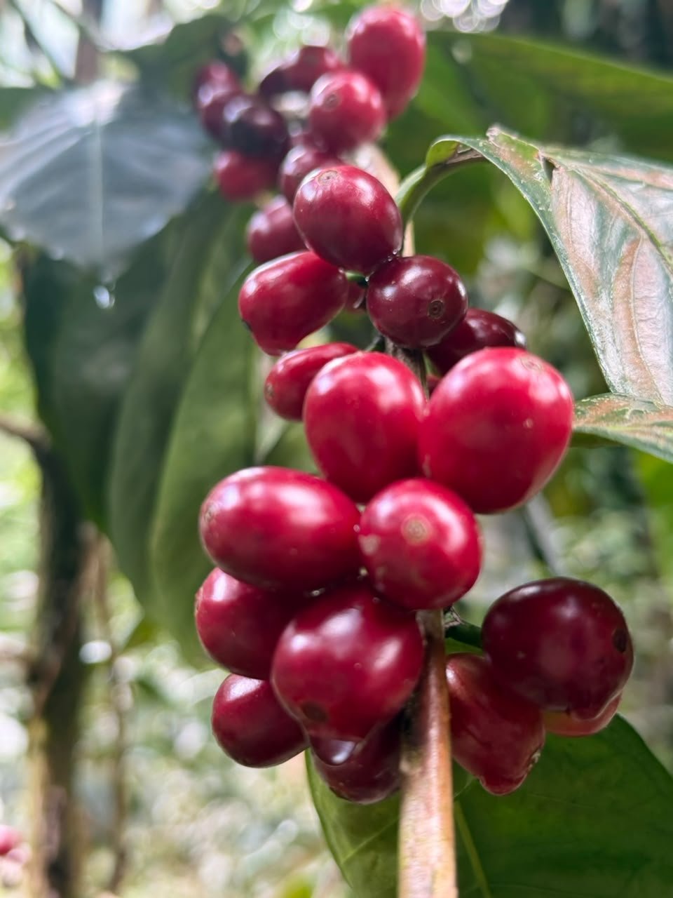 Racimo de cerezas de café maduras en la rama