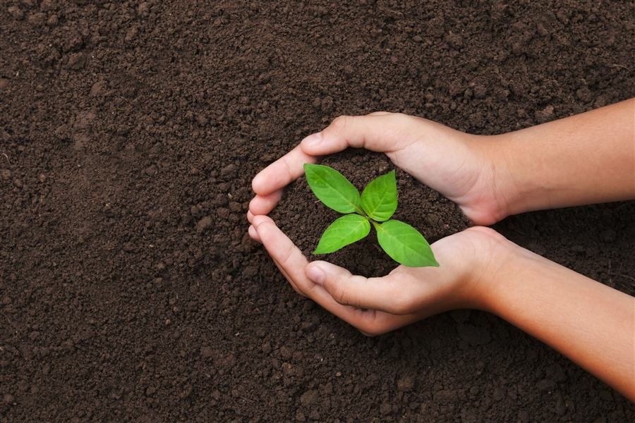 Mano sosteniendo un árbol joven sobre tierra, validación del consorcio en campo