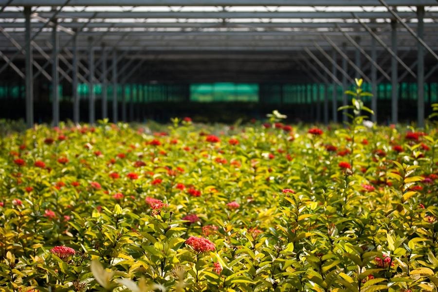 Cultivo en invernadero, condiciones controladas del ambiente